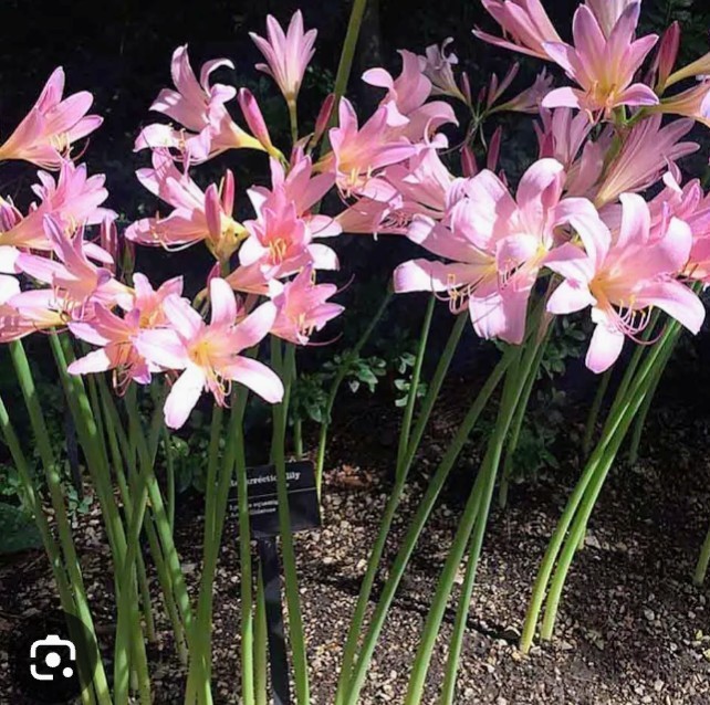 💗 Naked Ladies Pink – Lot of 5 Lycoris squamigera Surprise / Resurrection Lily