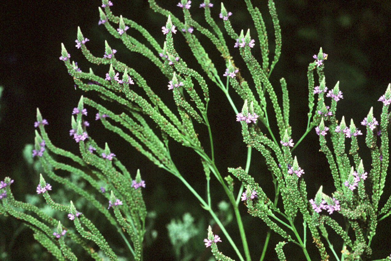 500 Blue Vervain Seeds – Verbena hastata Seeds – Medicinal Herb – Lovely Flower!