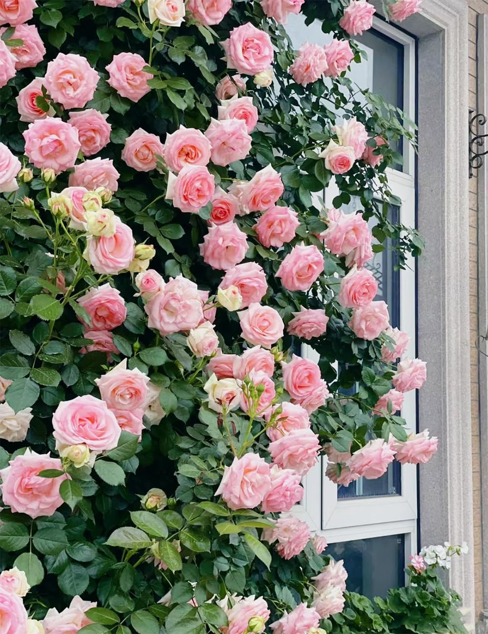 250+ Mix Climbing Roses Flowers Seeds -Rose Bushes Vine Seeds for Planting