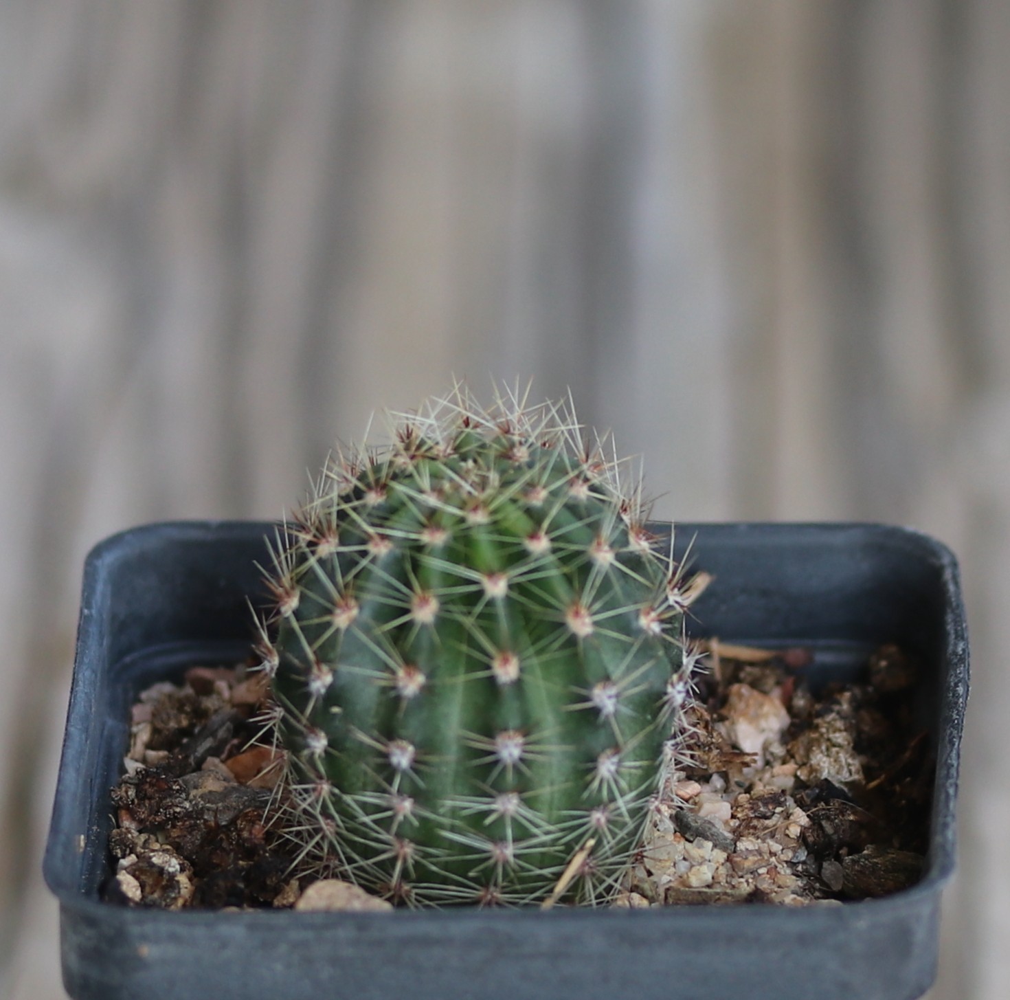 Echinopsis hybrid ‘Utopian Dream’