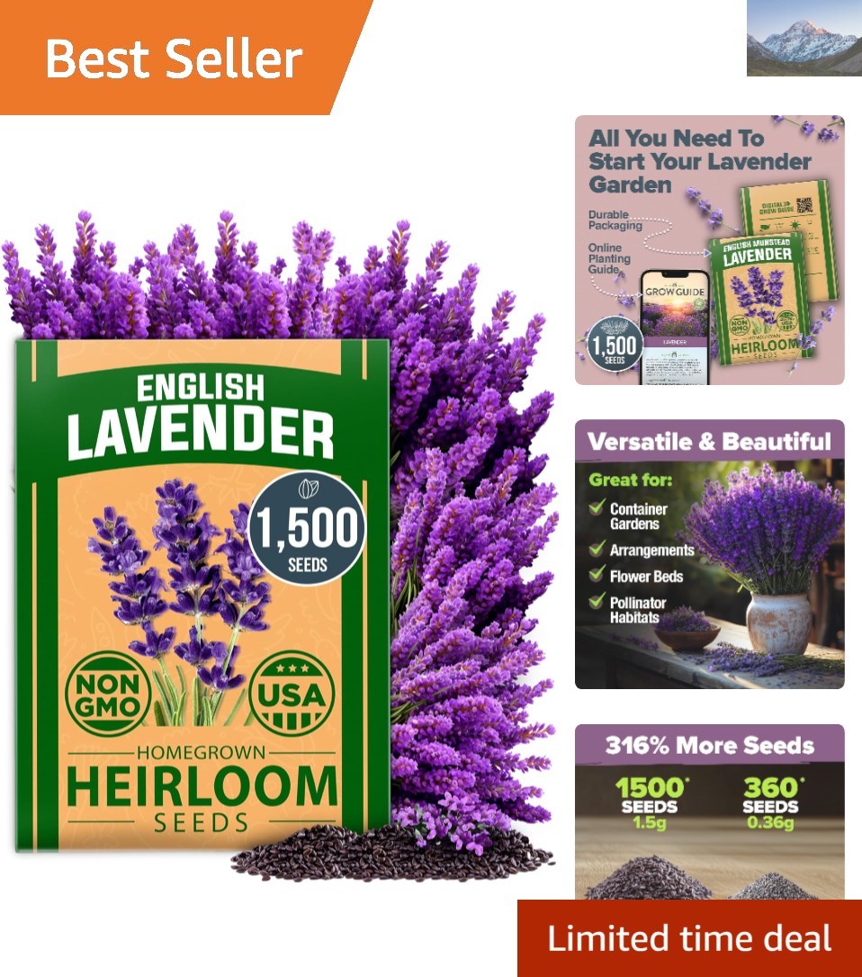Winter-Ready Non-GMO Lavender Seeds – 1,500+ Culinary and Aromatic Blooms