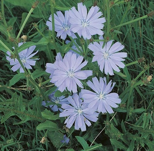 500+Chicory Seeds Blue Sailors CoffeeWeed FrenchEndive Perennial Herb Flower USA