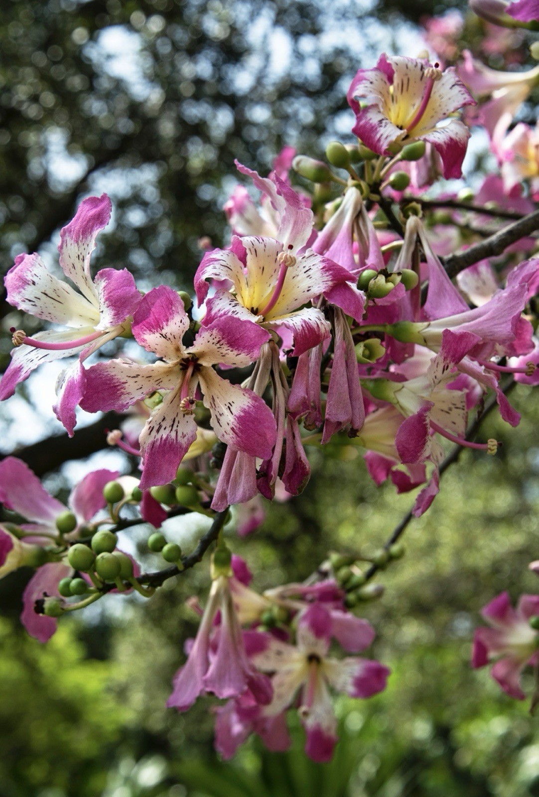Pink Silk Floss Tree-Ceiba specios-Rare Tree! Beautiful Orchid Like Blooms!