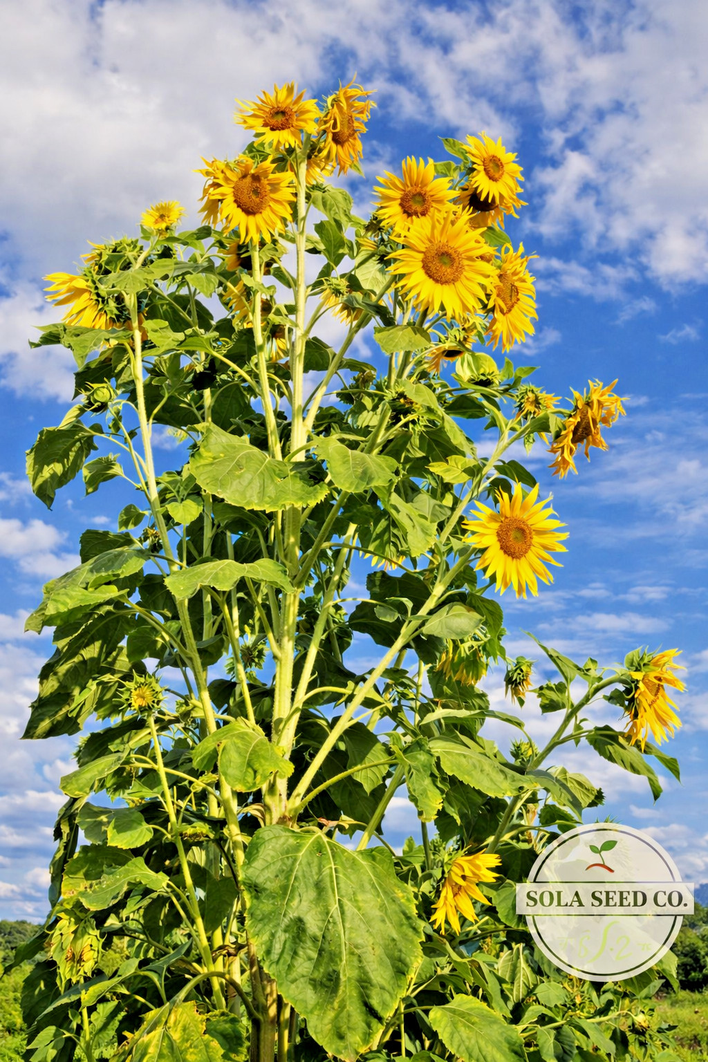Landscaper’s Sunflower Seed Mix, 500 seeds, Native & Ornamental Sunflowers