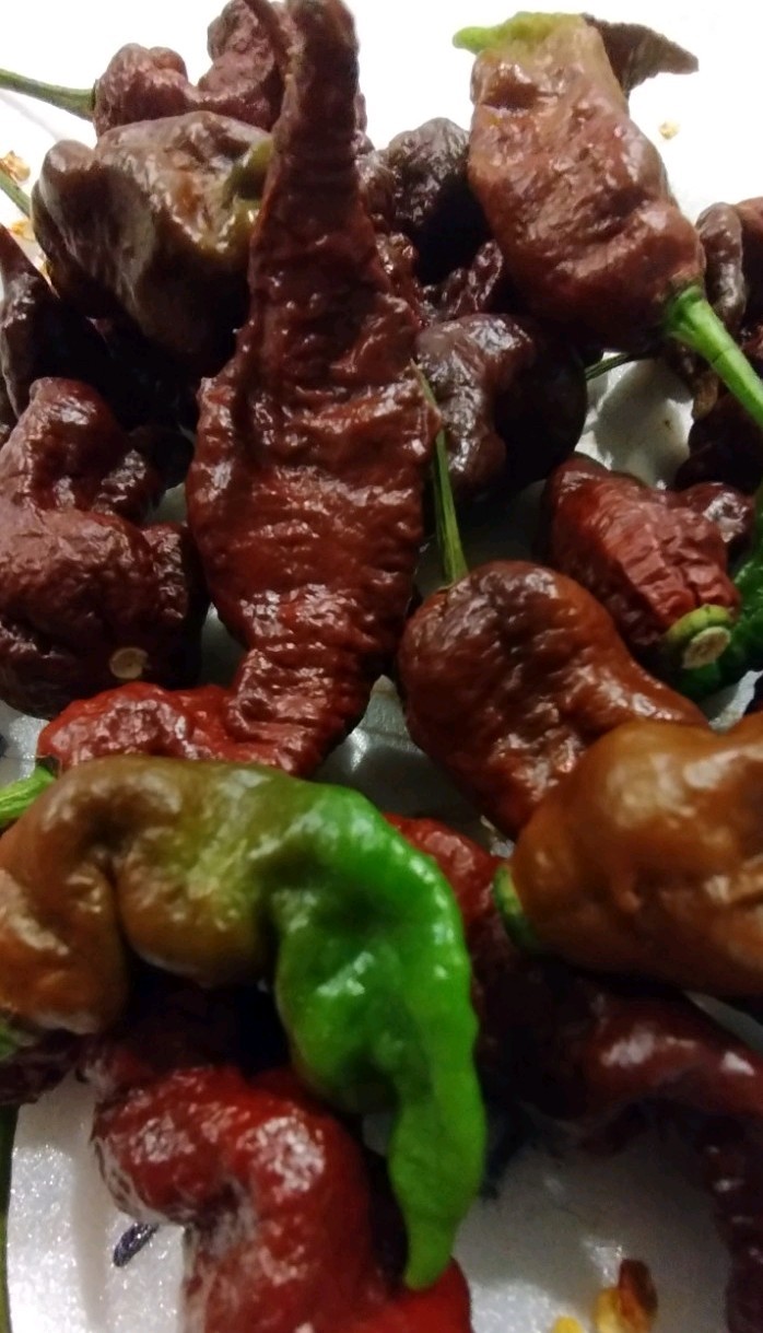 Chocolate Primotalli (20 Seeds) Super Hot, Free Shipping