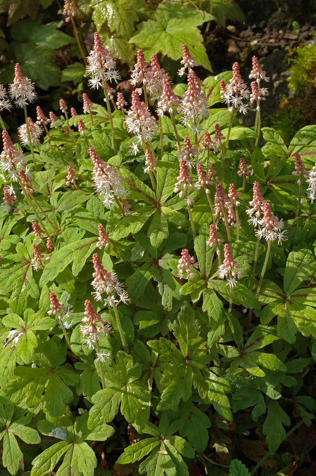 20 HEARTLEAF FOAMFLOWER White & Pink Tiarella Wherryi Coolwort Flower Seeds
