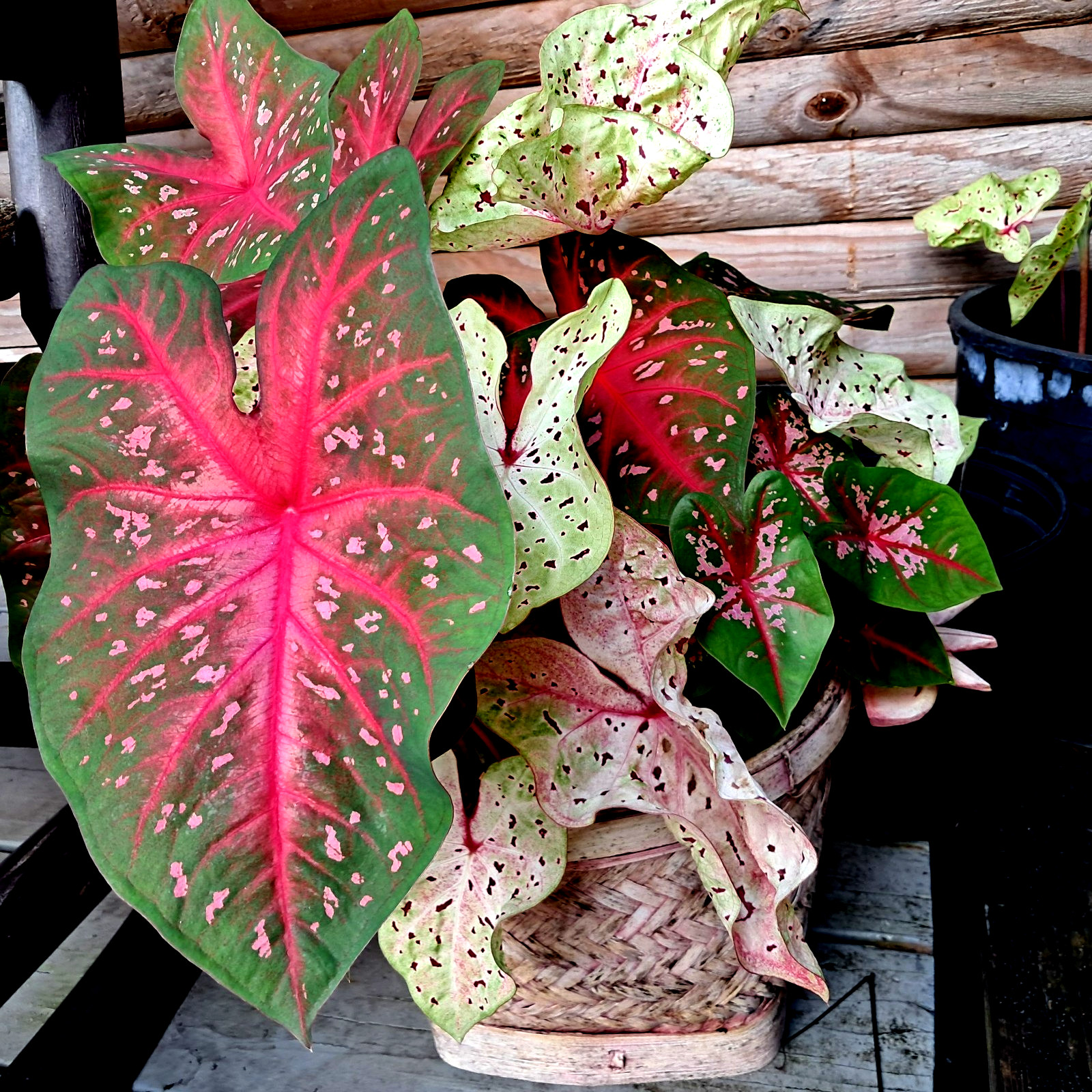 Caladium Bulbs for Planting , Mix 24 Bulbs Multi Colors from Florida