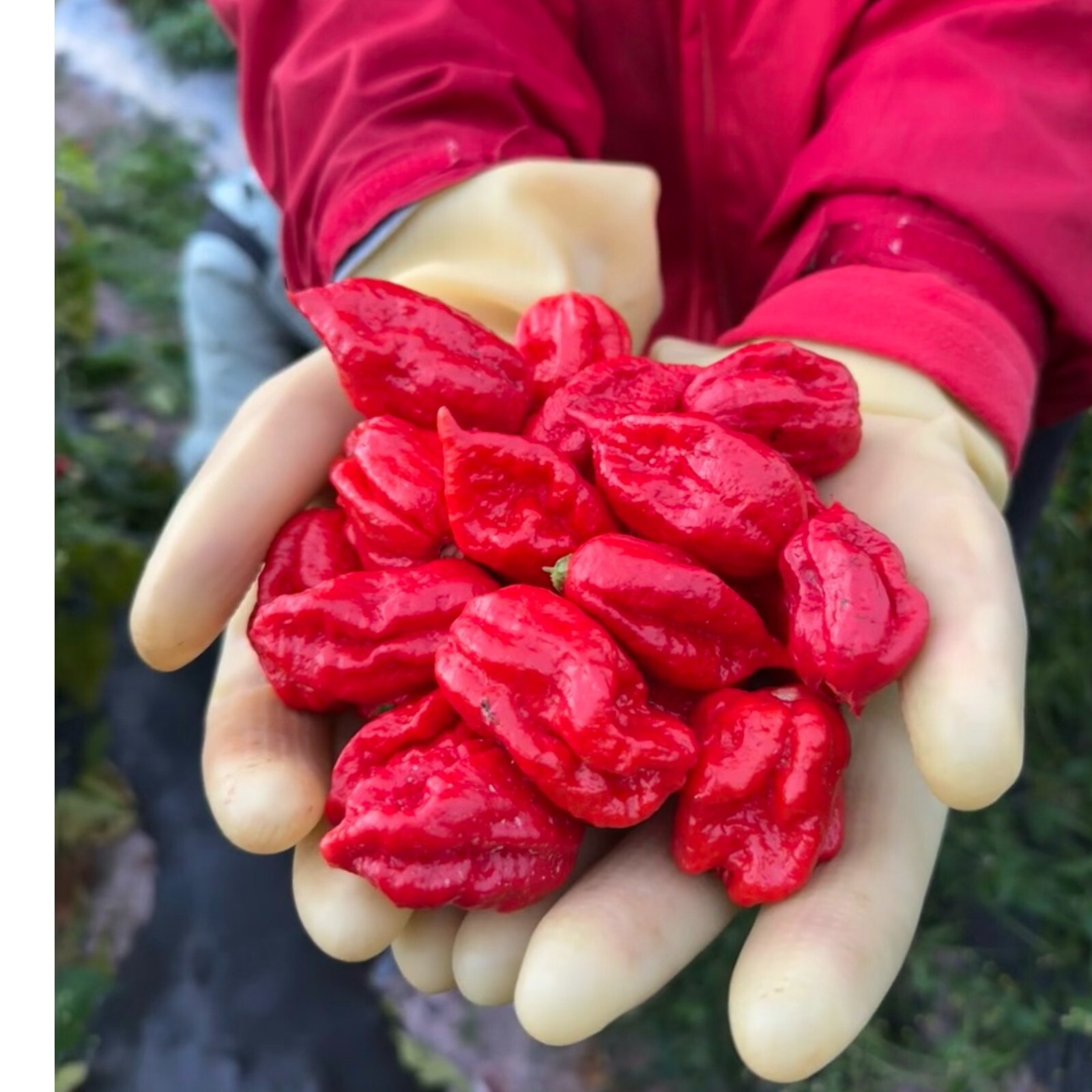 50pcs Ghost Pepper Seeds – Non-GMO Heirloom Chili Super Hot Peppers for Gardens