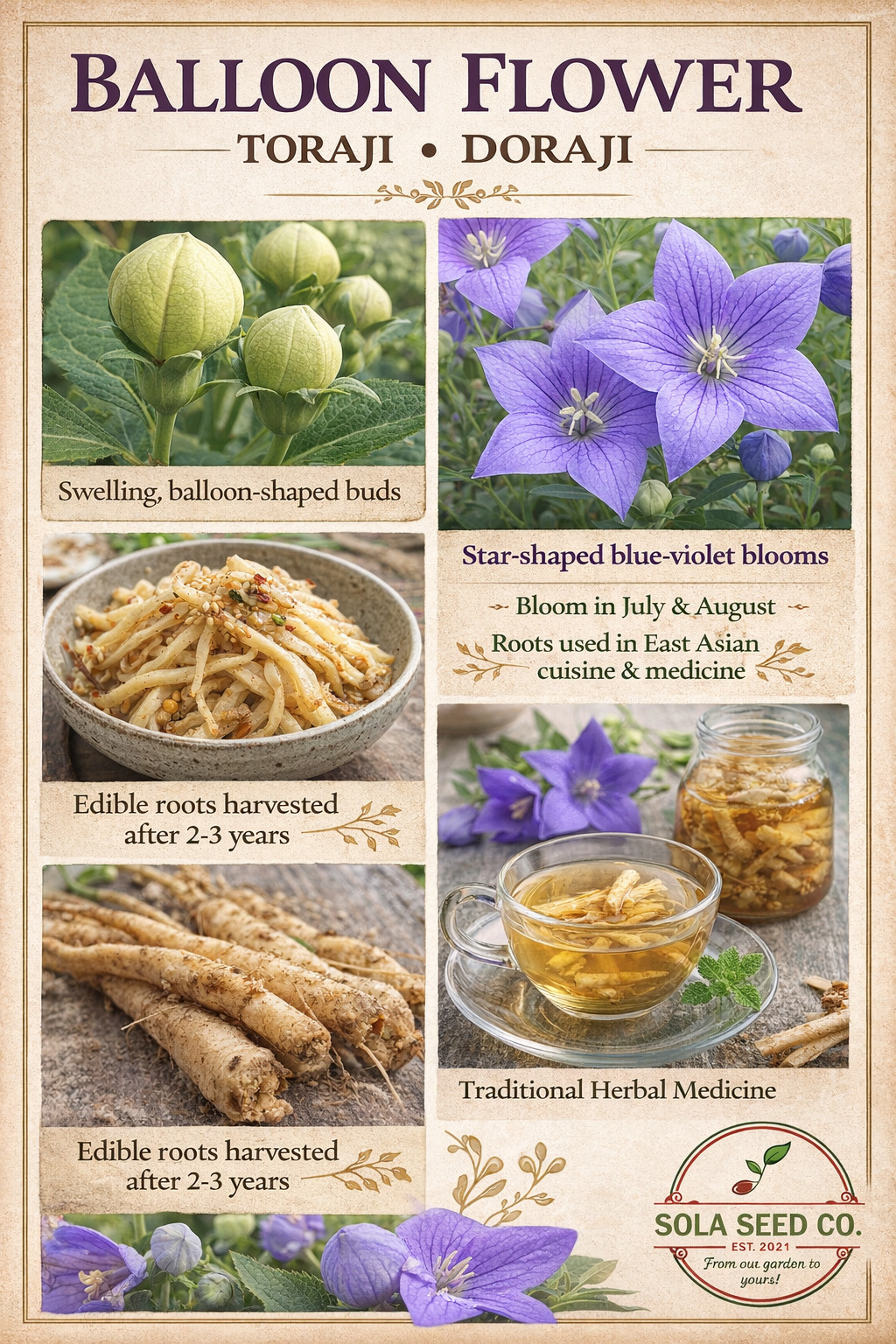 100 Balloon Flower Seeds, Platycodon grandiflorus, Chinese bellflower