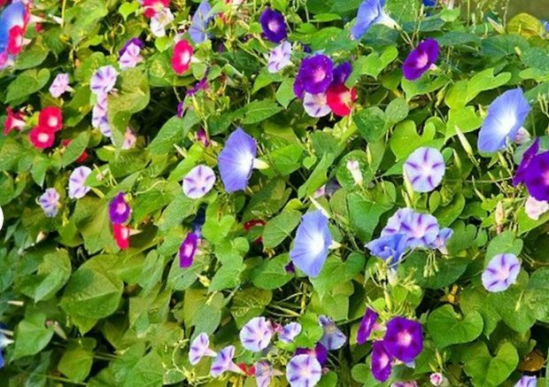 10 Multi COLOR MORNING Glory seeds Trumpet Floret Climbs Lattice Winding Vines