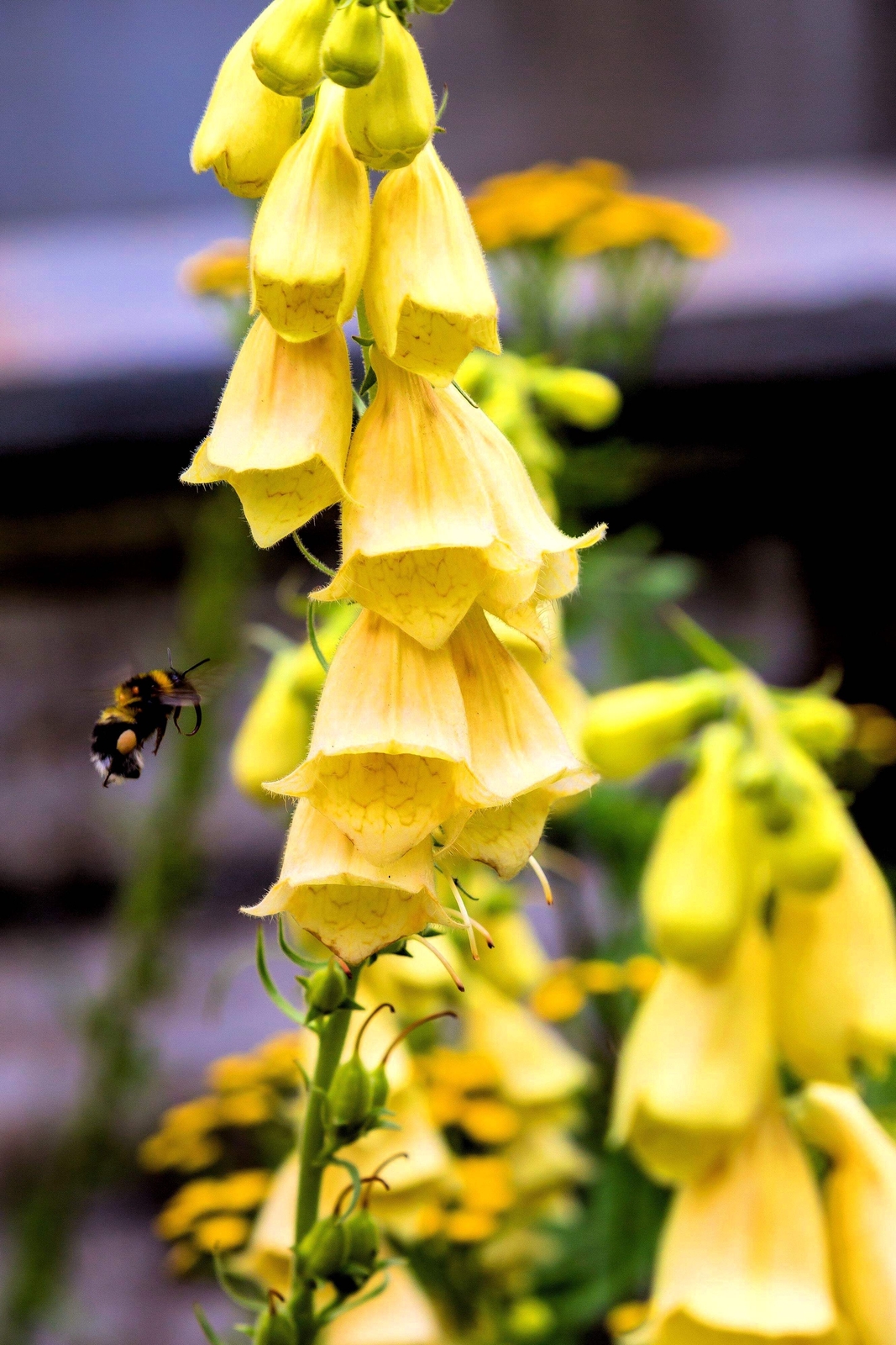 100 YELLOW FOXGLOVE Digitalis Grandiflora Sun or Shade Pollinator Flower Seeds