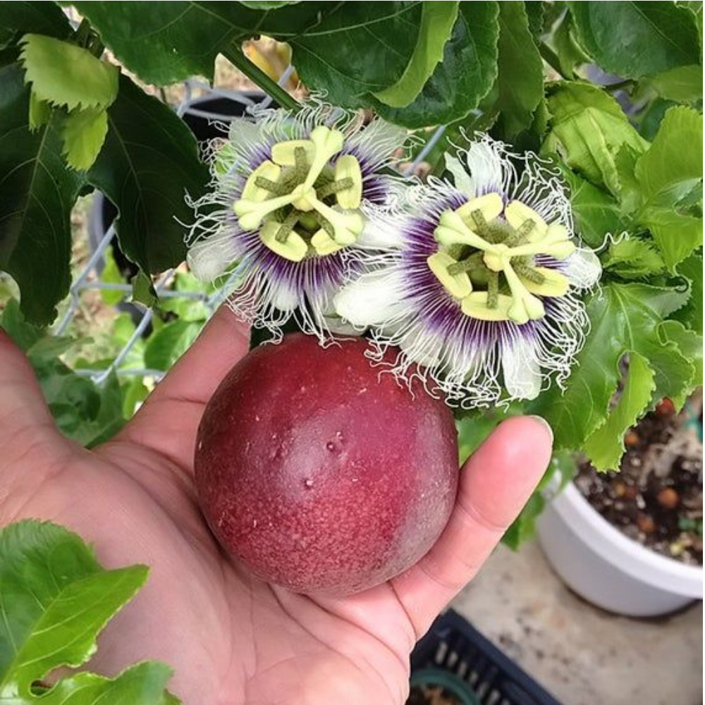 Passiflora Edulis Frederick Live Plant 4-6 Inches Rooted Passionfruit Vine