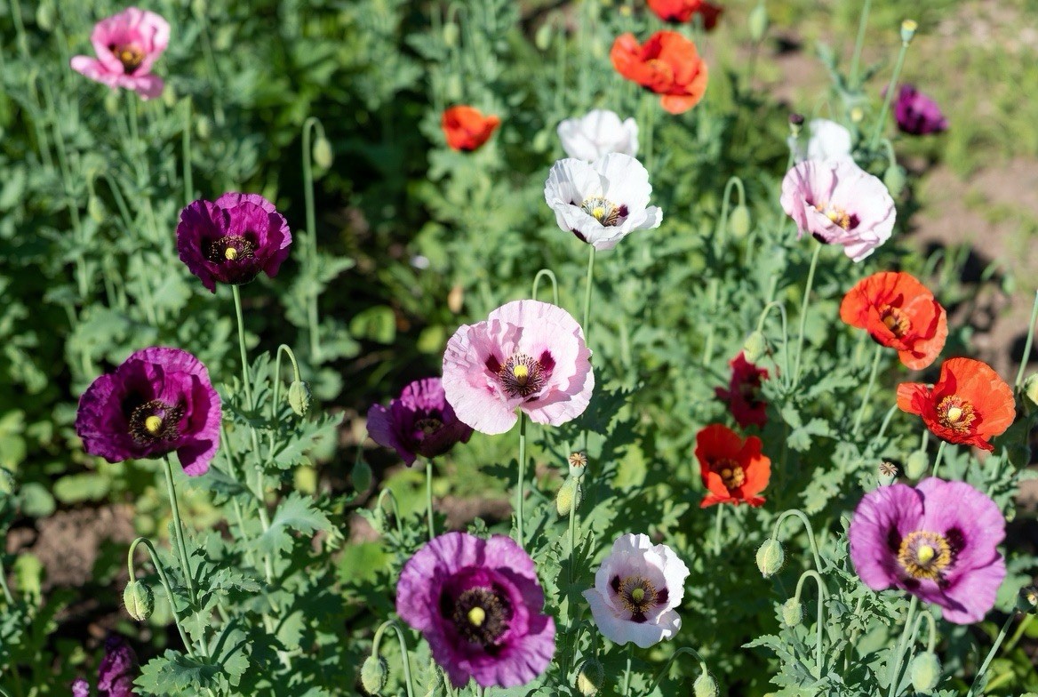Poppy Blend – Mixed Colors Assorted – Papaver Somniferum – Variety Pack