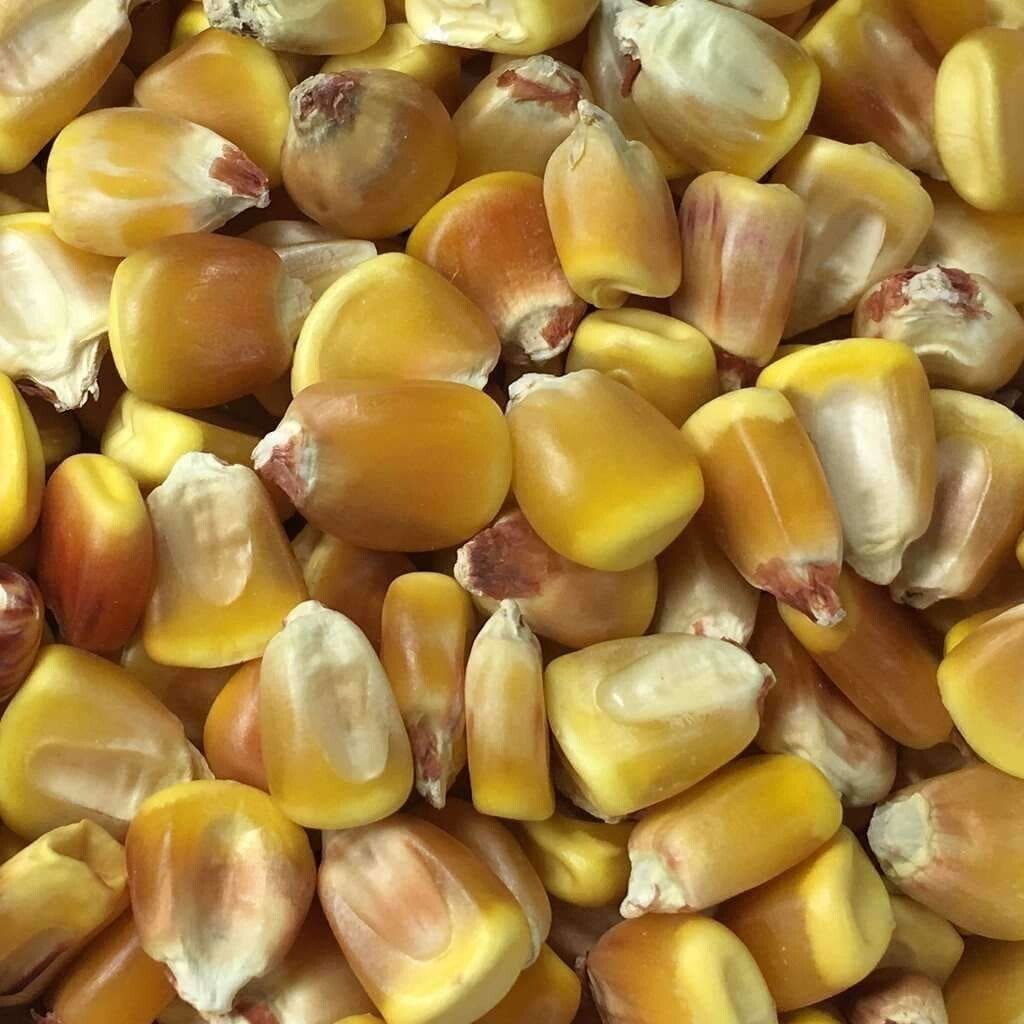 1 lb ~1,280 Truckers Favorite DENT Corn Seeds | Non-GMO | UNTREATED