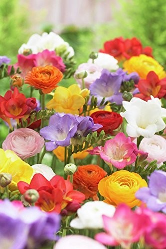 Grand Freesia & Ranunculus Flower Bulbs – Set of 22 Ranunculus & Freesia Flow…