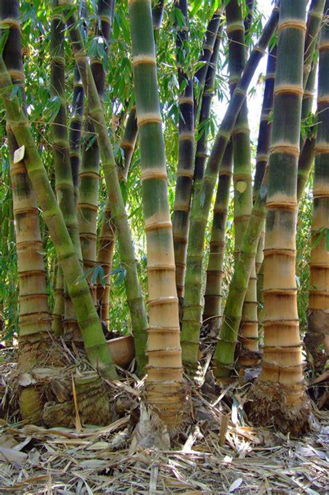 100 Asper Bamboo Seeds Perennial Seed Ornamental Privacy US SELLER