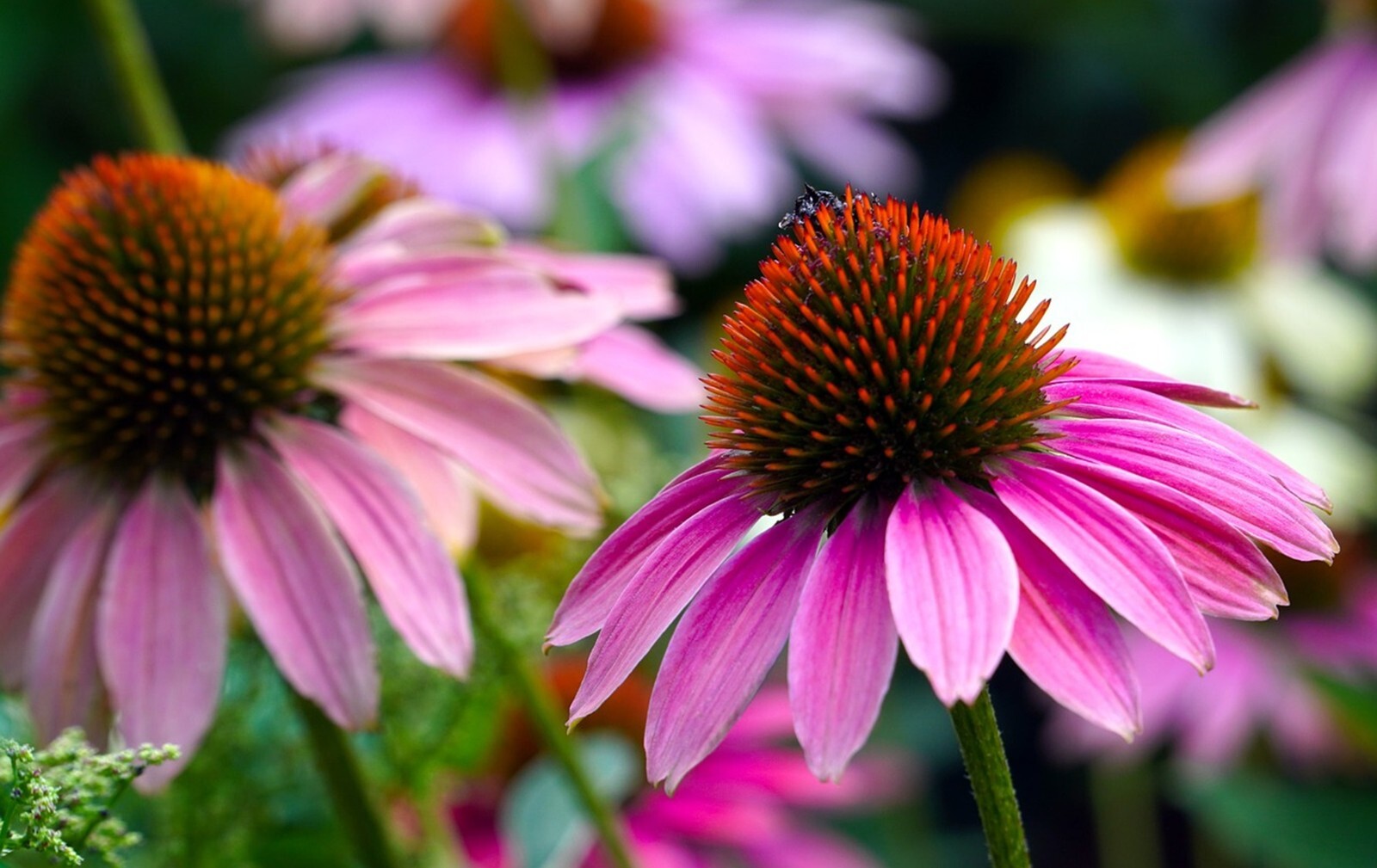 Organic Tennessee Coneflower {Echinacea tennesseensis}10+ seeds Free Shipping!