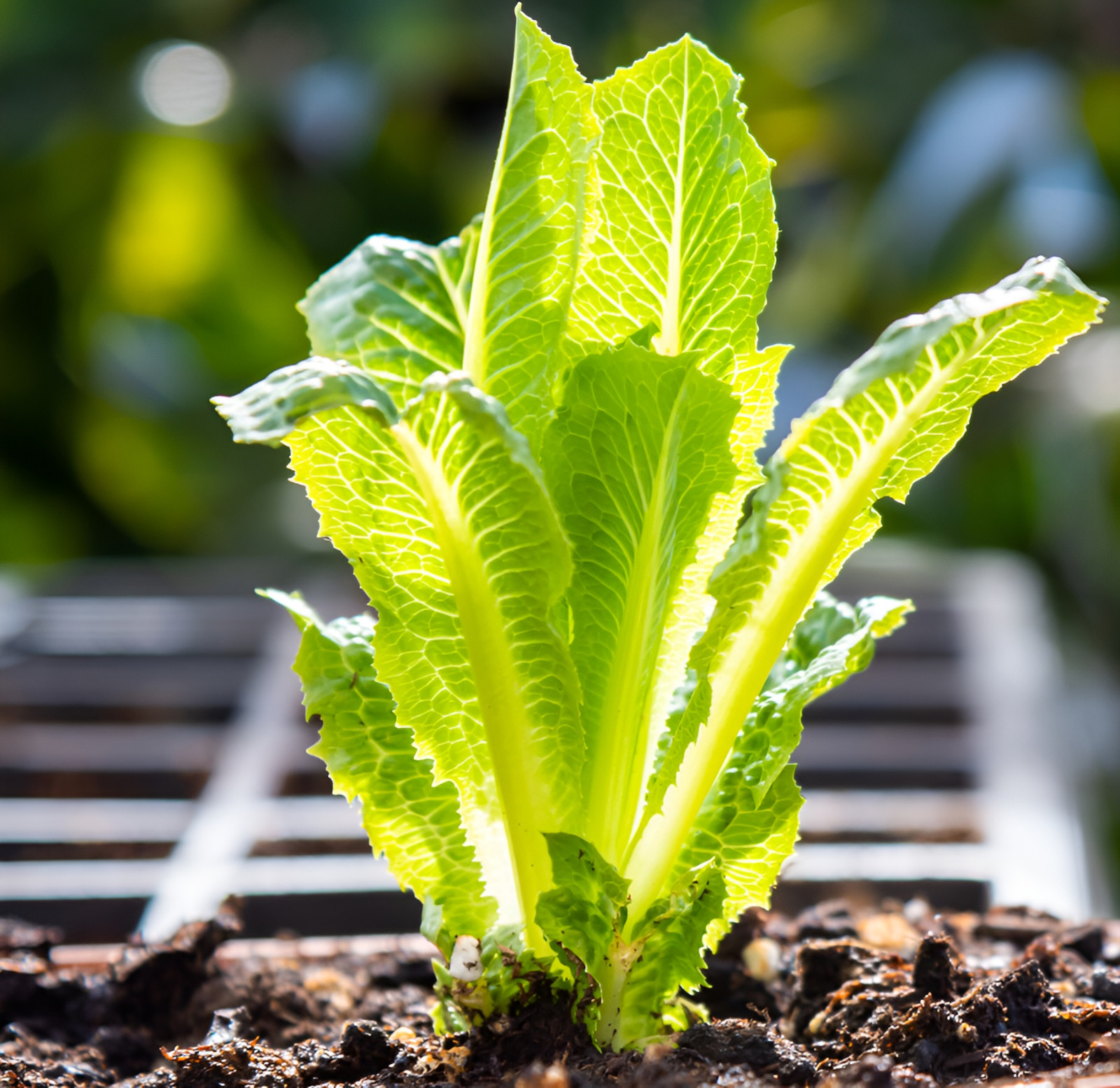 1250 Heirloom Parris Island Cos Romaine Lettuce Seeds – Crisp & Sweet
