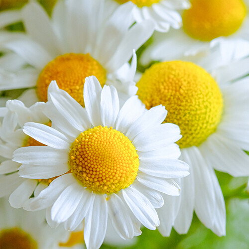 German Chamomile Seeds | Heirloom / Non-GMO | Free Shipping | Herb Seeds | 1152