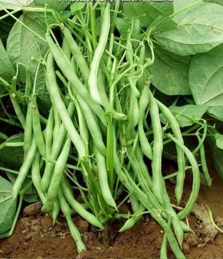 15+Tendergreen Improved Green Bush Bean seeds Stringless Bean Heavy producer USA
