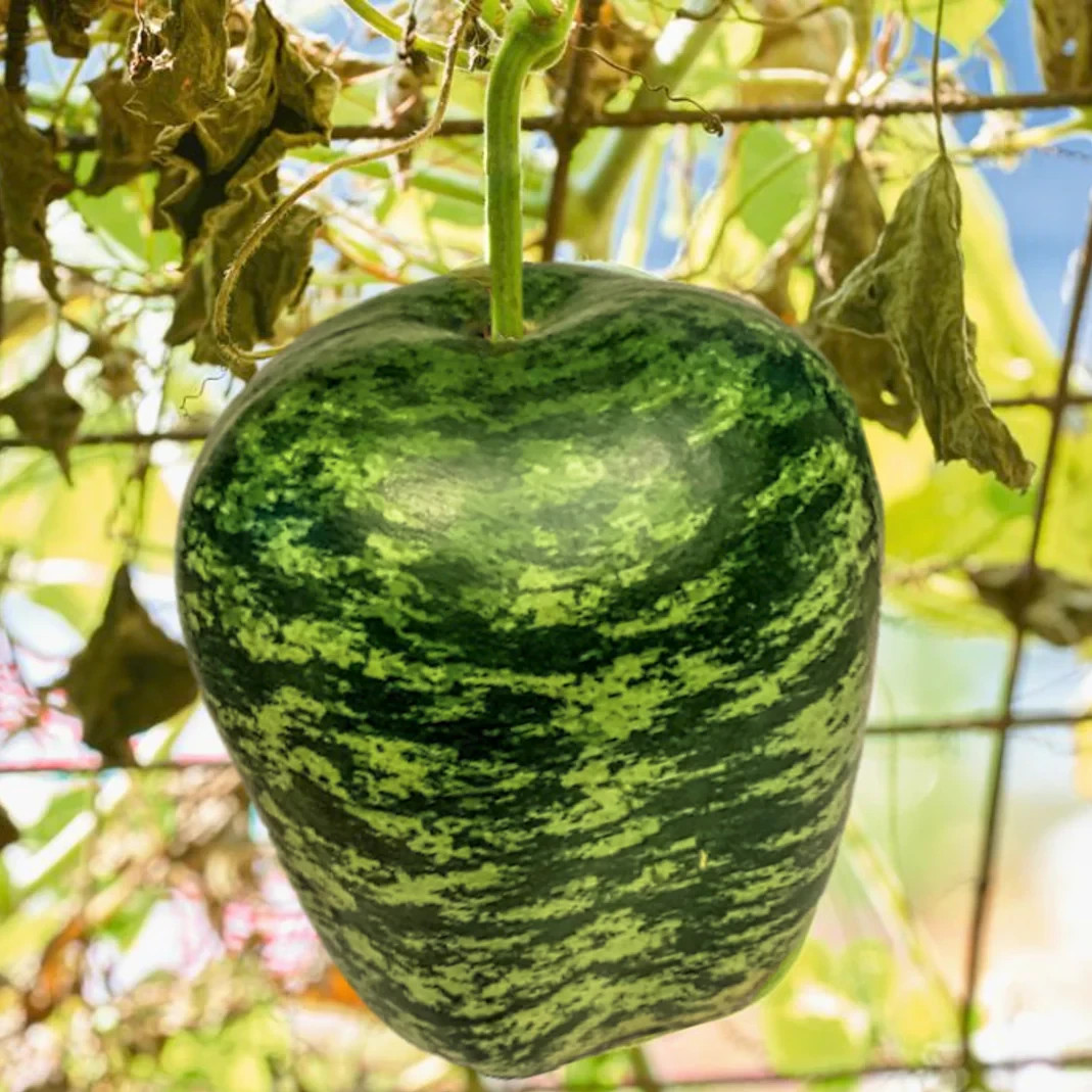 10 Apple Gourd Seeds. Organic. USA Seeds. Ships free