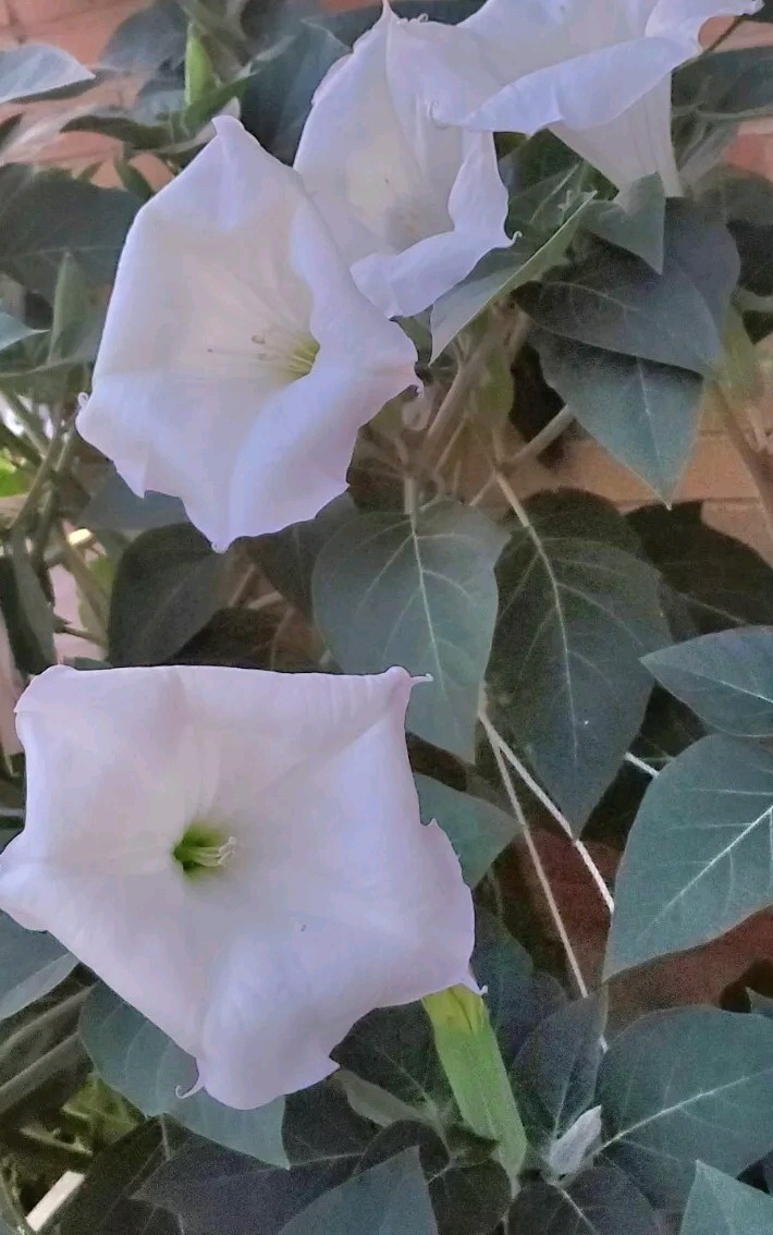 140÷150 Seeds. Datura Stramonium, Jimson Weed, Thorn Apple, Devil’s Trumpet