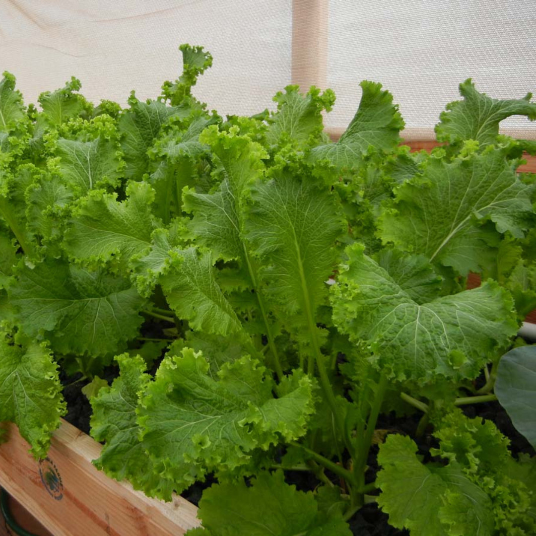 Fresh Wasabi Mustard Green Seeds | Heirloom Non-GMO | Asian Vegetable Seeds