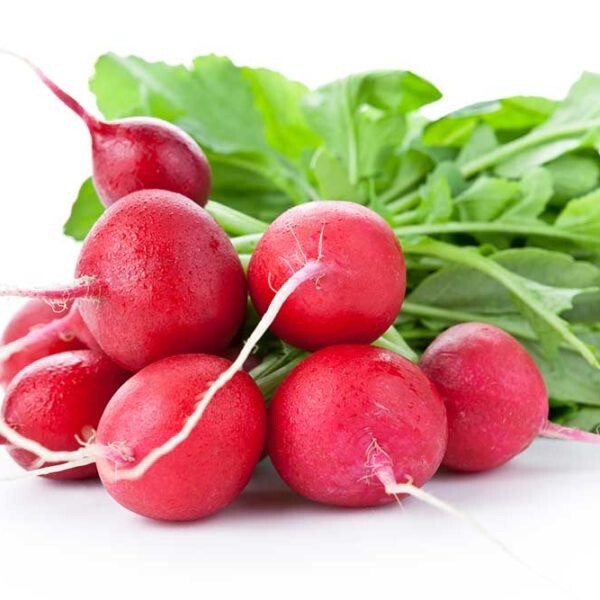 Crimson Giant Radish. 200 Seeds | NON-GMO | Heirloom | Organic. Free Shipping.