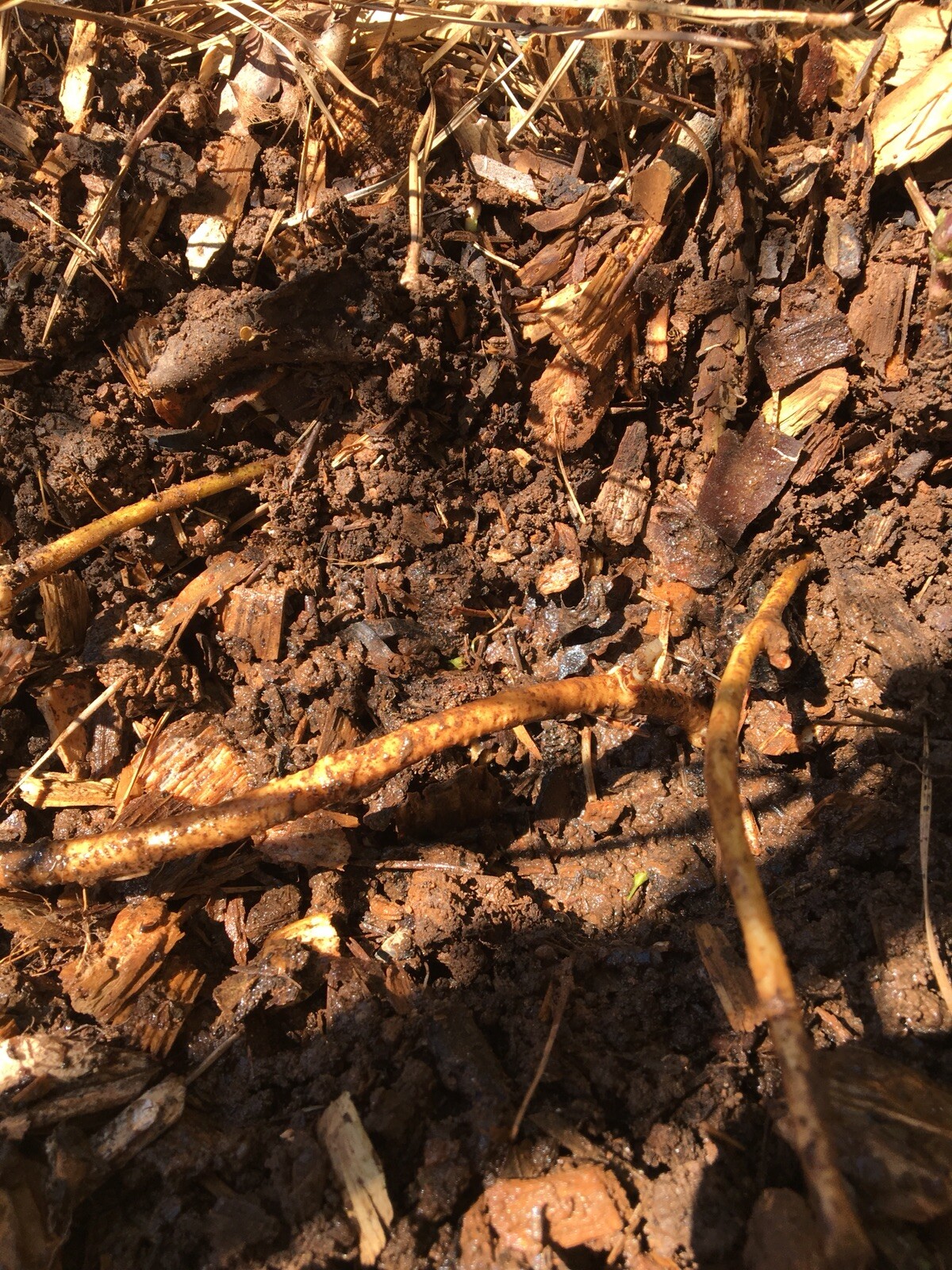 Ideal Mother’s or Father’s Day Gifts. 10 Organic Zeus Hop Rhizomes, $60.