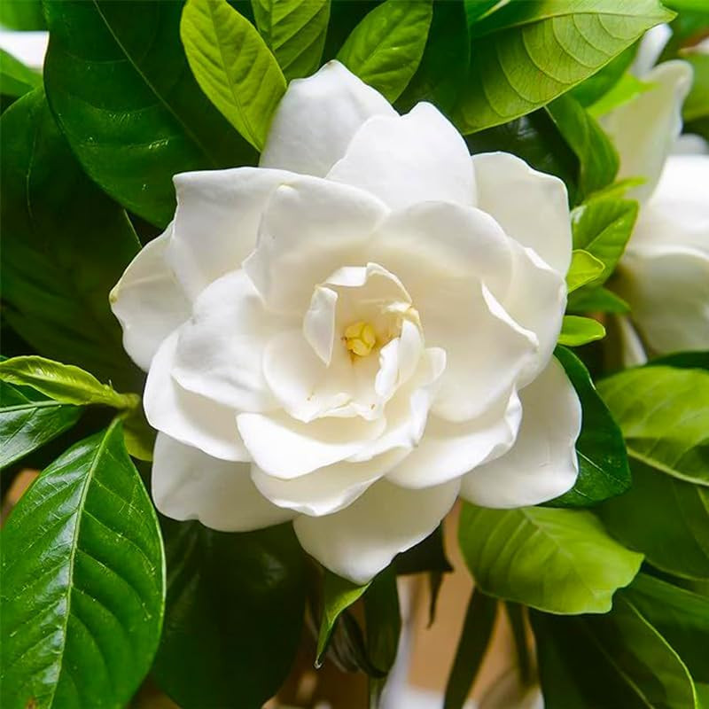 220+ Gardenia Seeds for Home Garden Planting, White Fragrant Flowers and Glossy