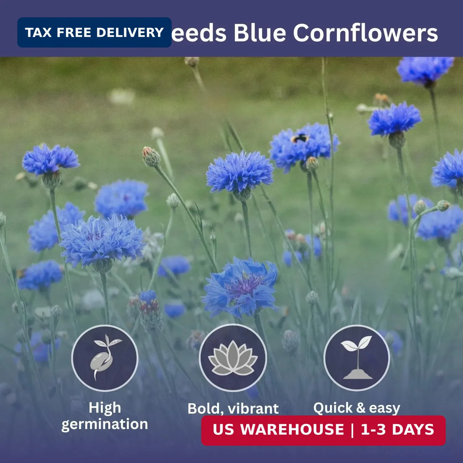 Bachelor Button Seeds – Blue Cornflower – 5,500+ Seeds – 1 oz Bulk Extra Large R