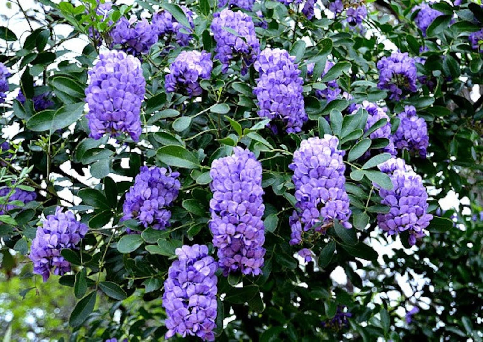 Sophora Secundiflora aka Texas Mountain Laurel, 10 Seeds USPS Ground Shipping!