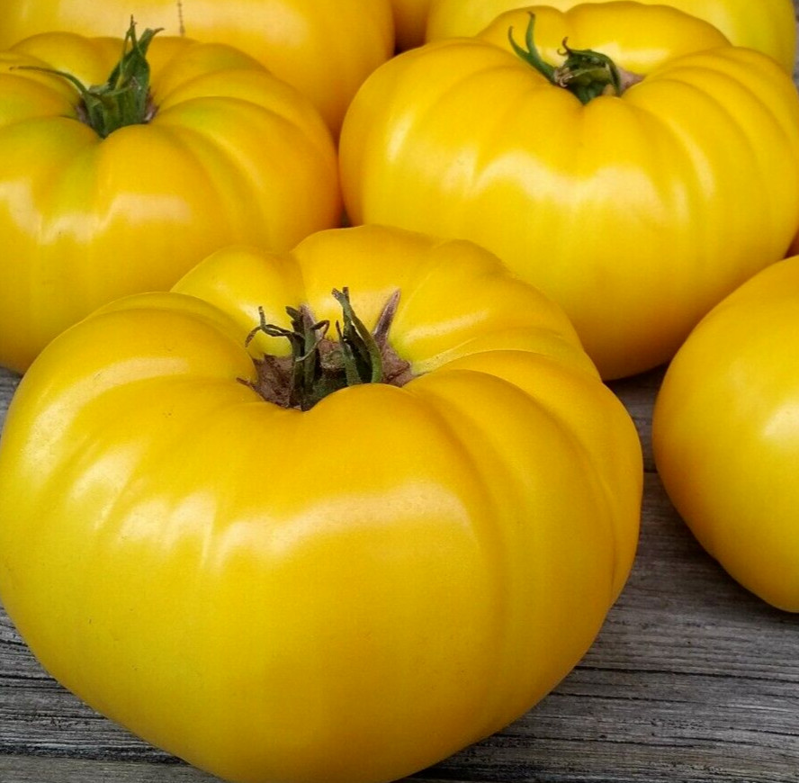 YELLOW BEEFSTEAK TOMATO SEEDS 20+ GARDEN vegetables INDETERMINATE FREE SHIPPING
