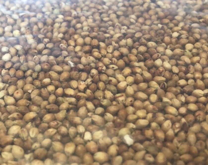 ROX ORANGE, SORGHUM CANE SYRUP SEEDS, 1oz, Waconia, Non-GMO S&H with Tracking #