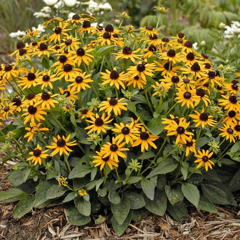 Black Eyed Susan Rudbeckia Seeds 2000+ Yellow Flower USA Seller FREE SHIPPING