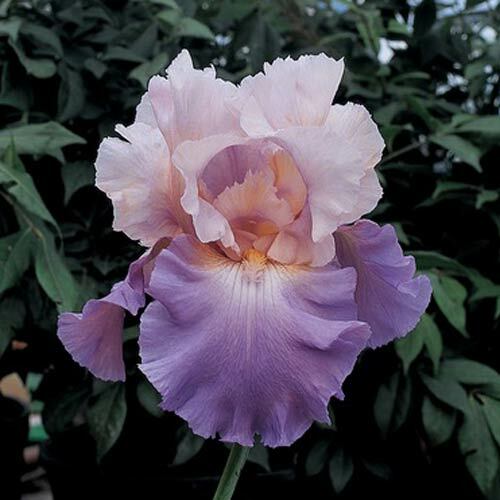 Sun Devil Bicolor Bearded Iris Rhizome, Yellow & Purple Flowering Plant, Root