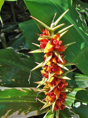 Hedychium gardnerianum | Himalayan Ginger | Kahili Ginger | 5 Seeds