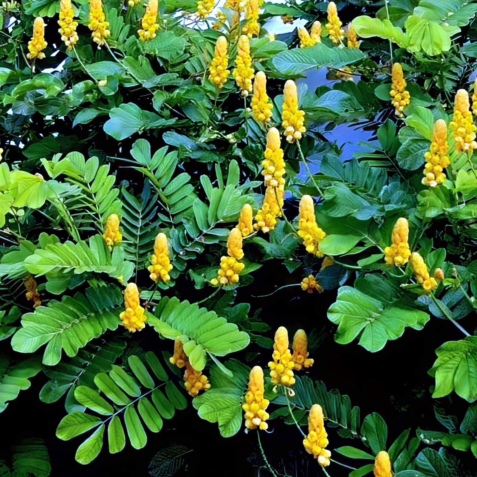 20 CANDLE BUSH SEEDS Cassia Alata Senna Tree Plant “Flowers Attract Butterflies”