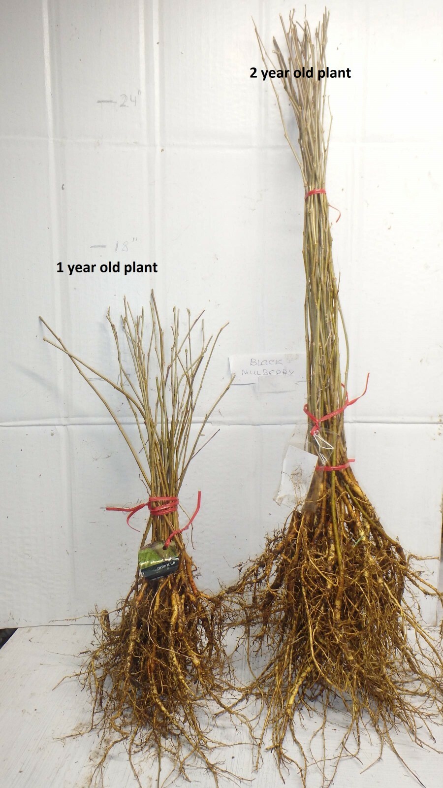 Black Mulberry (Morus nigra) 2 year old plant, bare root 12-20 inches tall