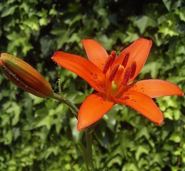 Lilium concolor | Morning Star Lily | Salisbury’s Lily | 10 Seeds