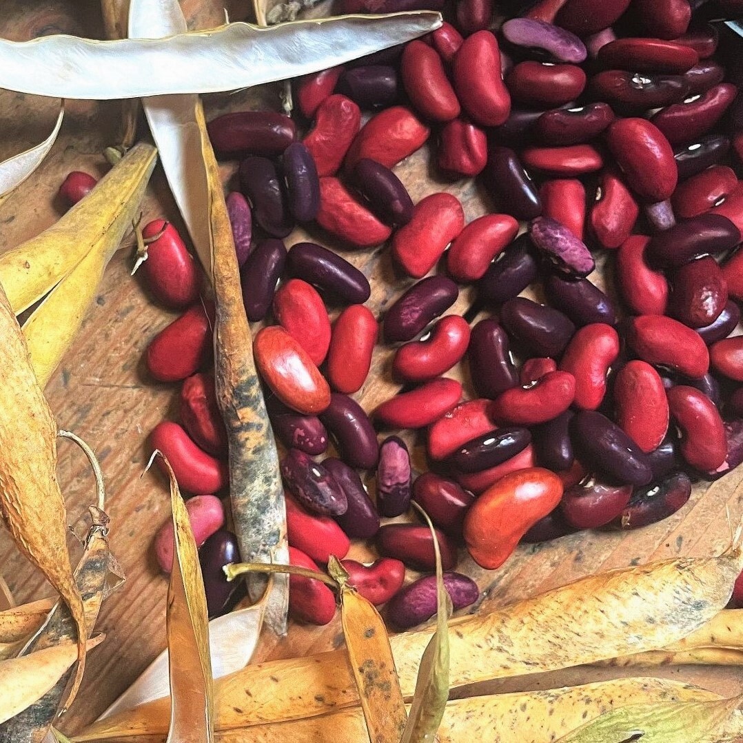 Dark Red Kidney Bean Seeds | For Planting Bush Chili Beans Vegetable Seed 2024