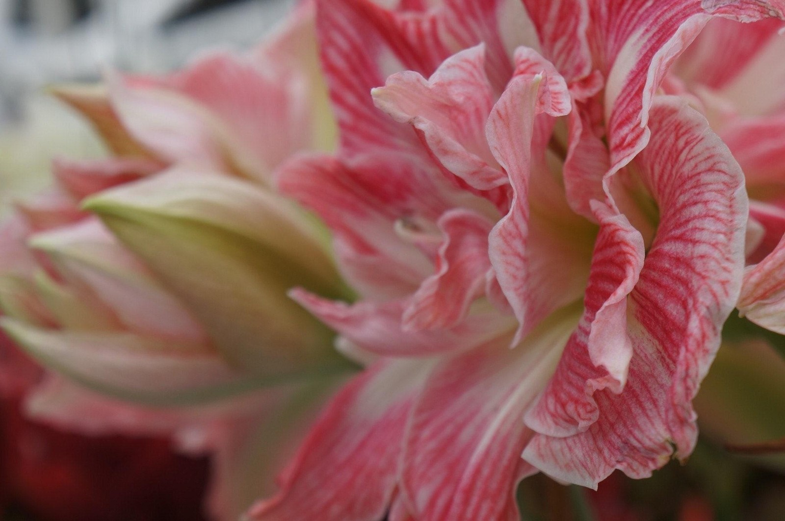 PRETTY NYMPH Large Amaryllis Bulb 26-28 cm – United States Seller