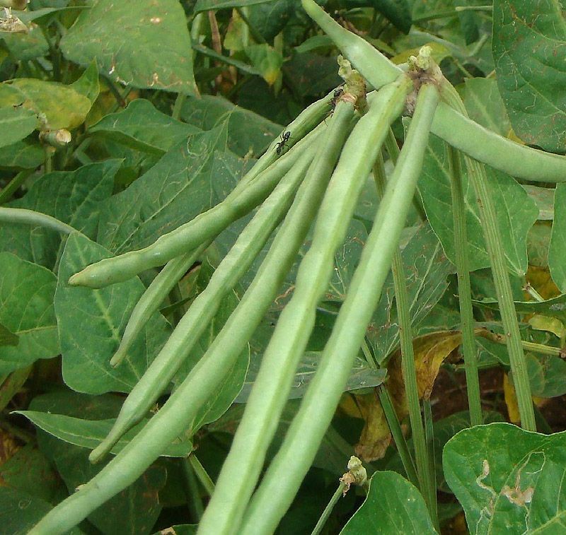 30 COWPEA CALIFORNIA BLACKEYE SEEDS NON – GMO FRESH GARDEN HARVEST