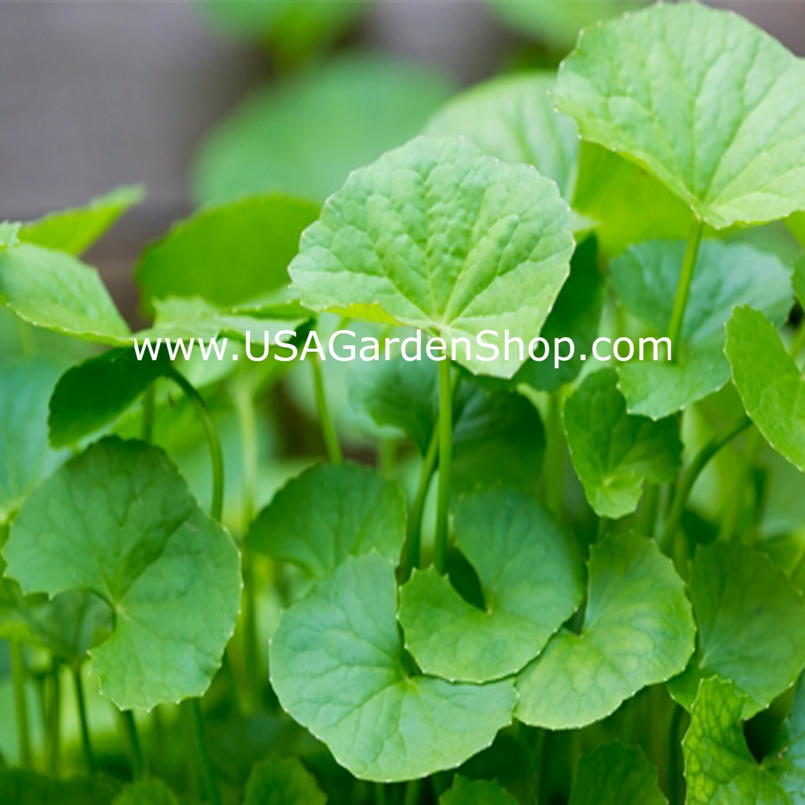 Gotu Kola Bua BoK Rau Ma Pennywort Centella Asiatic บัวบก 積雪草 JiXue Cao 3x plant