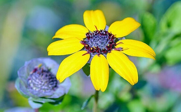 Berlandiera lyrata | Chocolate Flower | 10 Seeds