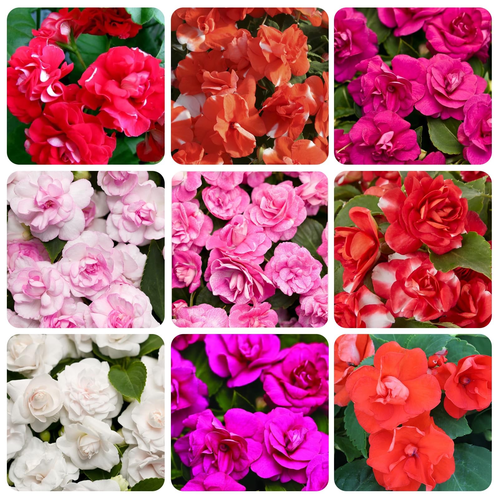 “500+ Mixed Impatiens Seeds for Outdoor Gardening & Indoor Potted Plants”