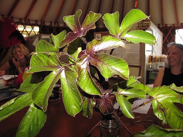 30x Jatropha gossypiifolia seed, Tua Tua, Bellyache Bush, tropical tree seeds.