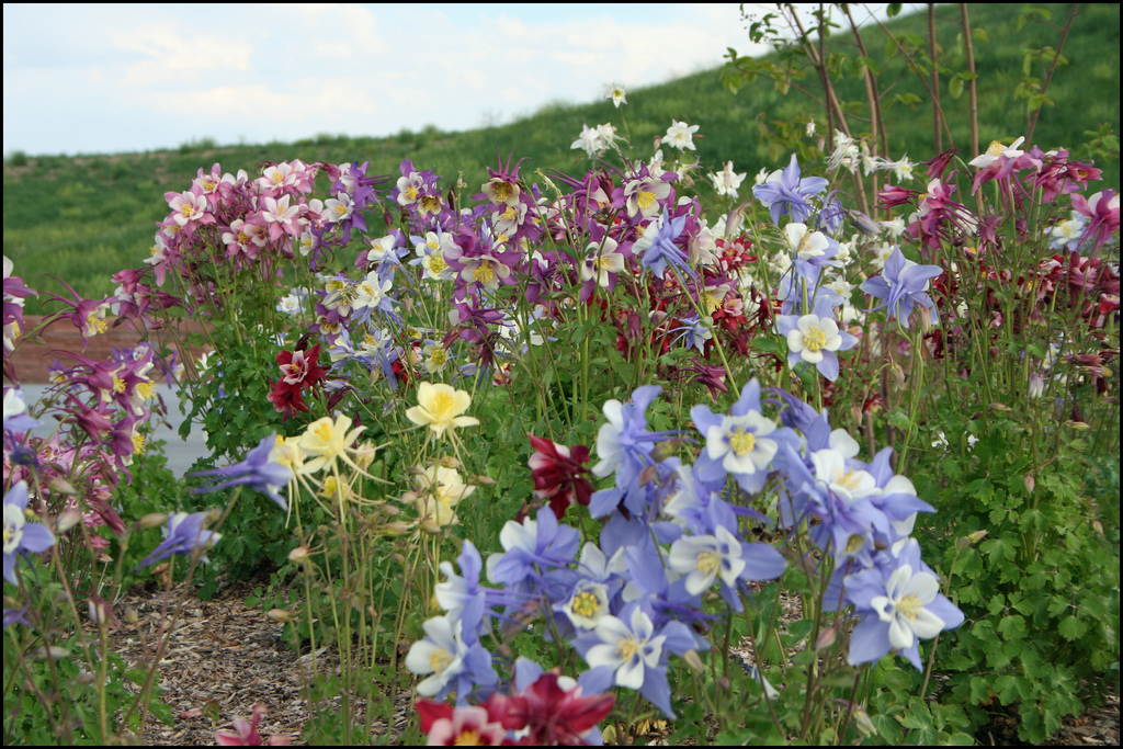 COLUMBINE SEEDS * DRAGONFLY MIX *