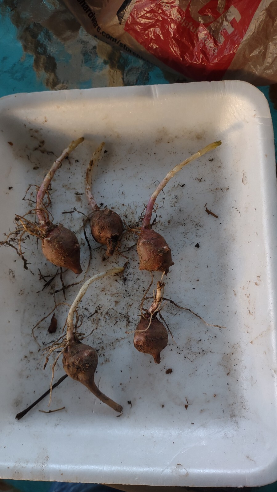 10 Very Small red organic Jerusalem Artichoke Tubers FOR PLANTING