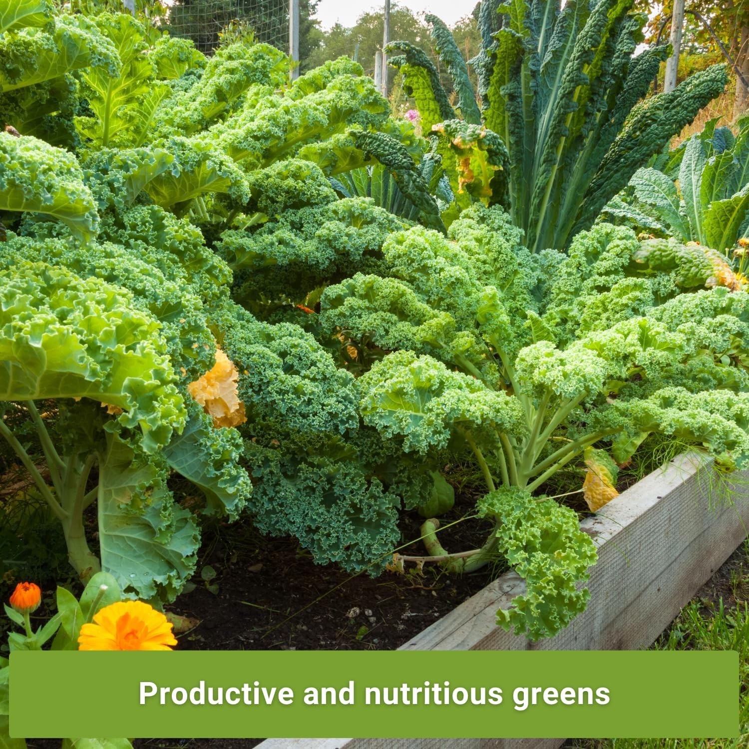 Sow Right Seeds – Kale Seed Collection for Planting – Non-GMO Heirloom Packet wi